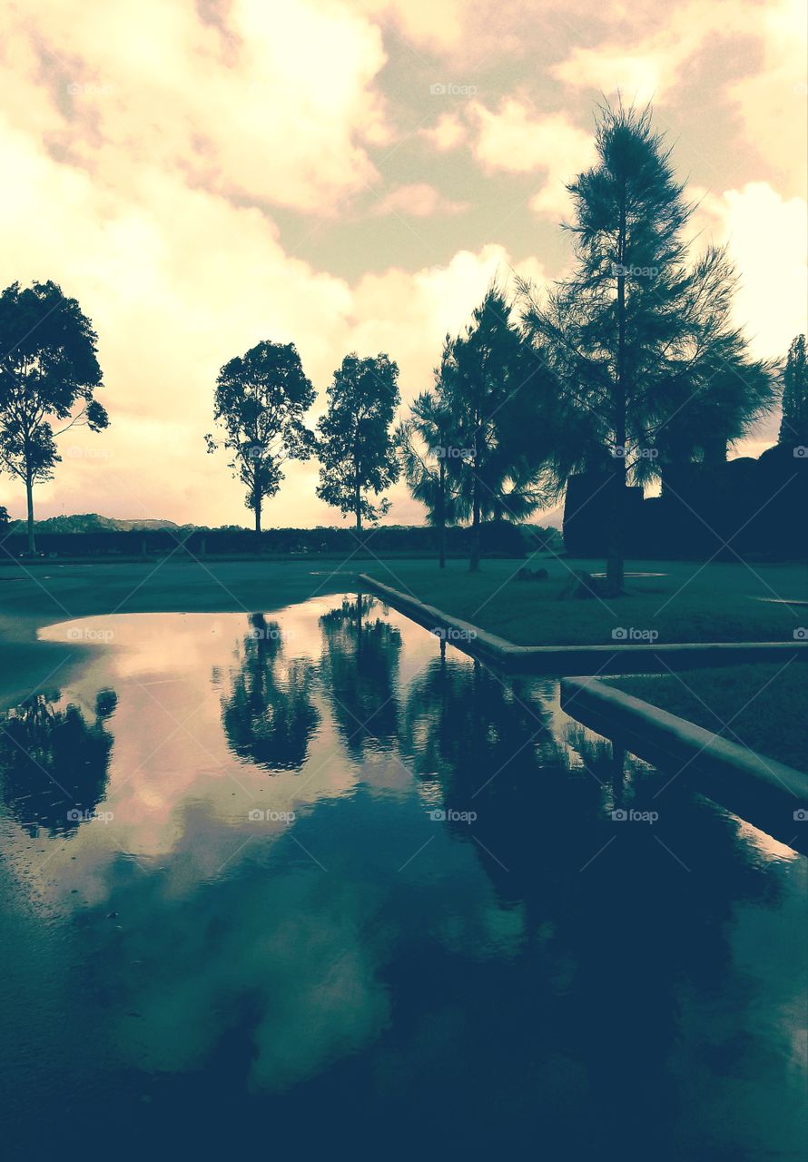 Meleuca In July reflected in life