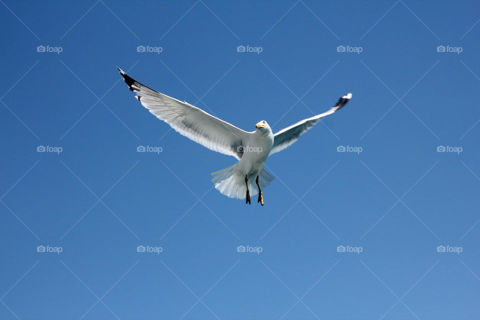 seagull 