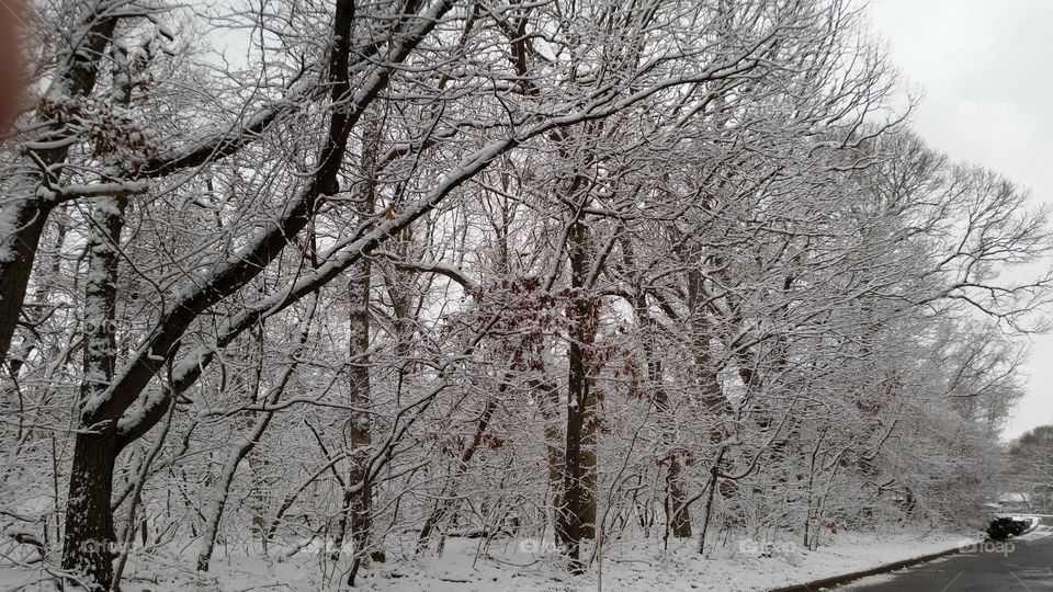 Winter, Snow, Tree, Wood, Branch