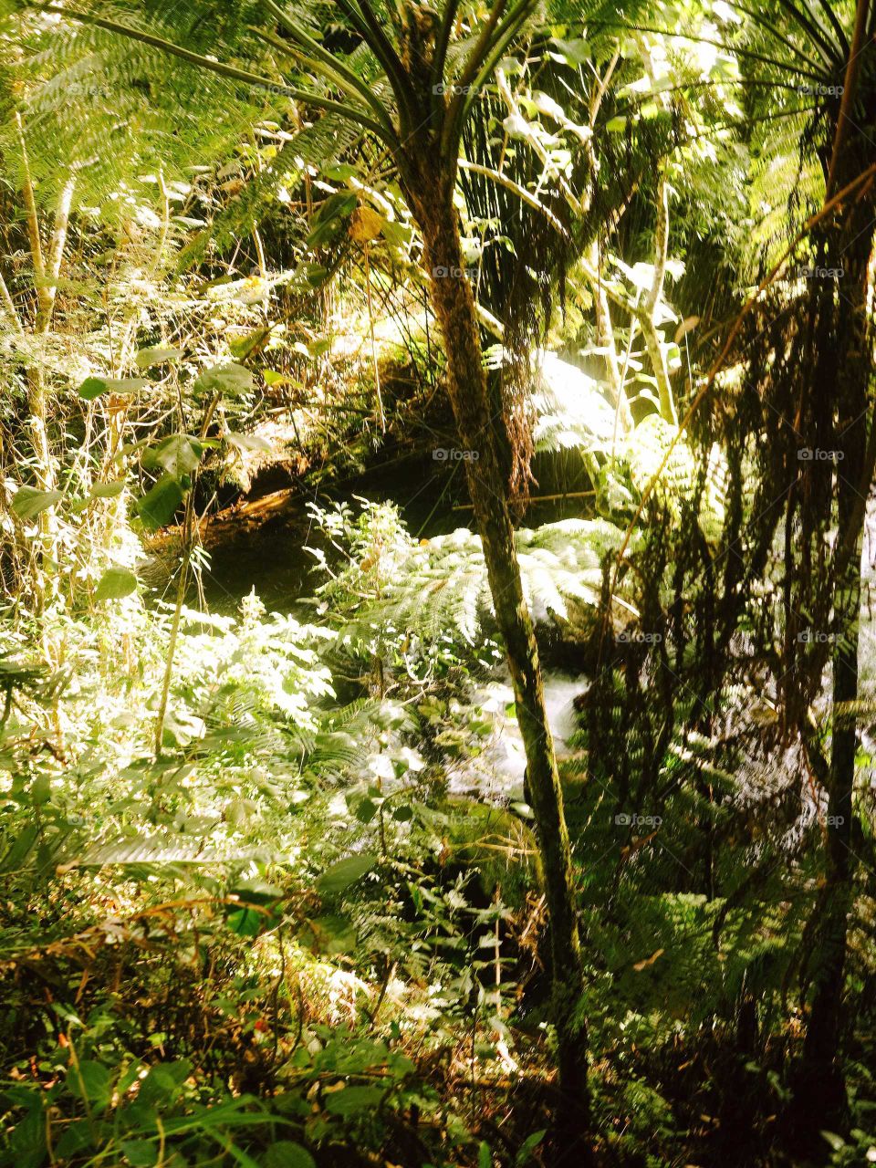 Atlantic Forest at the sunset. Beautiful Golden Reflections on the leaves. São Francisco Xavier, Brasil.