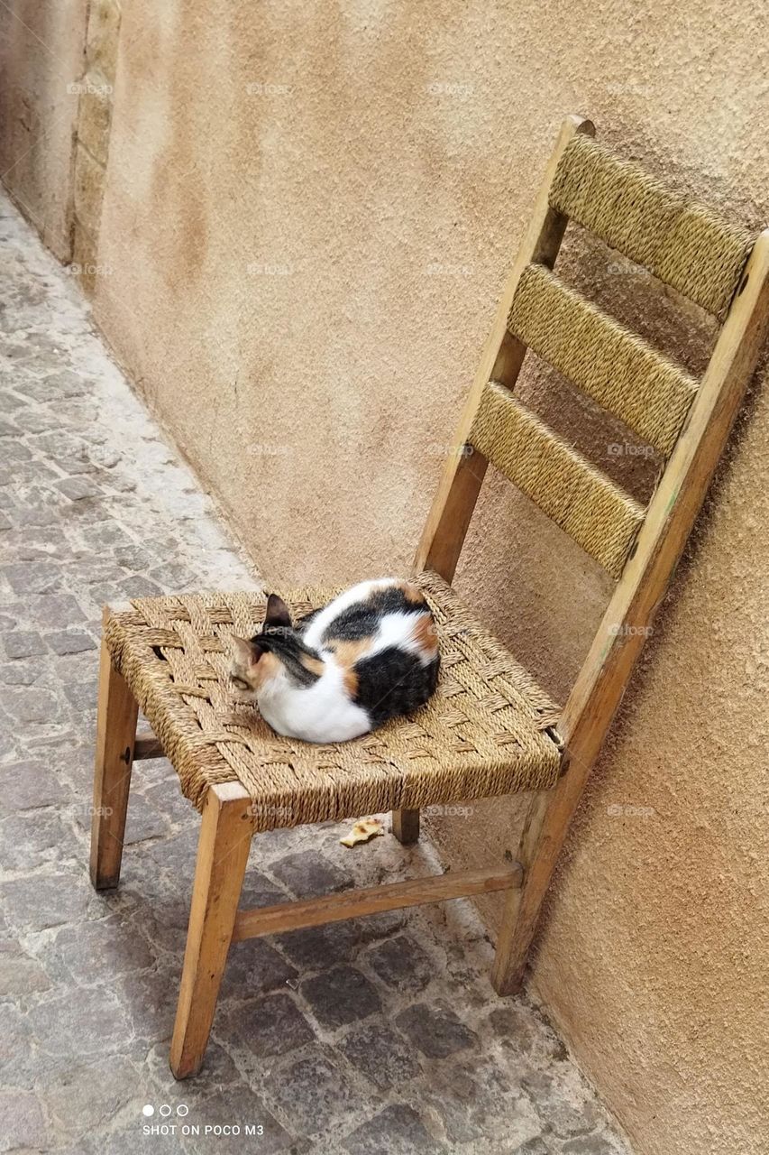 beautiful cat on a chair