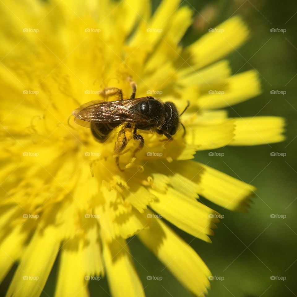 Busy bee on yellow flower