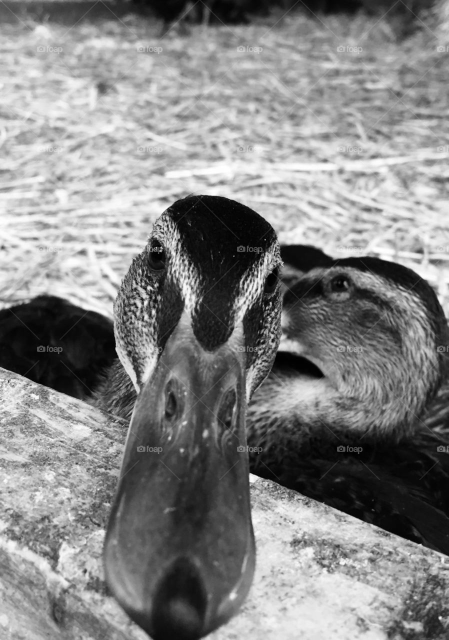 Portrait of duck