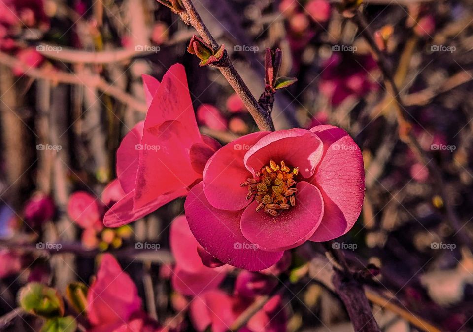 flowering quince