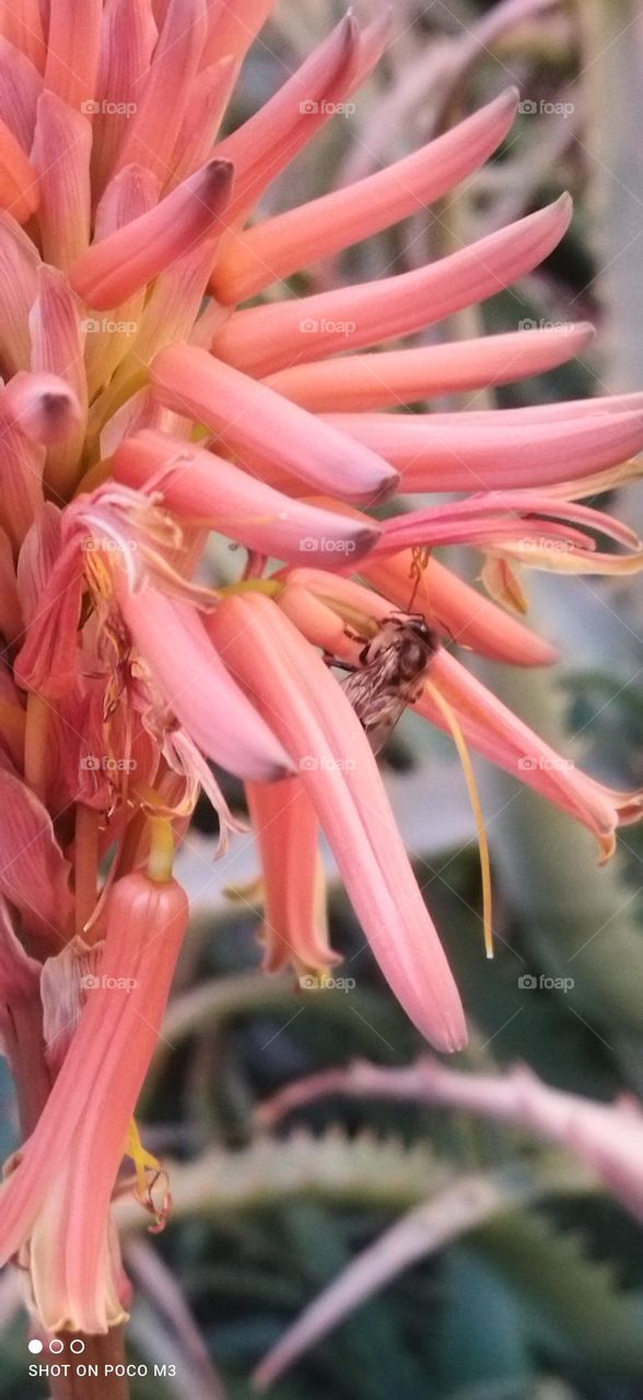 beautiful bee on flowers.