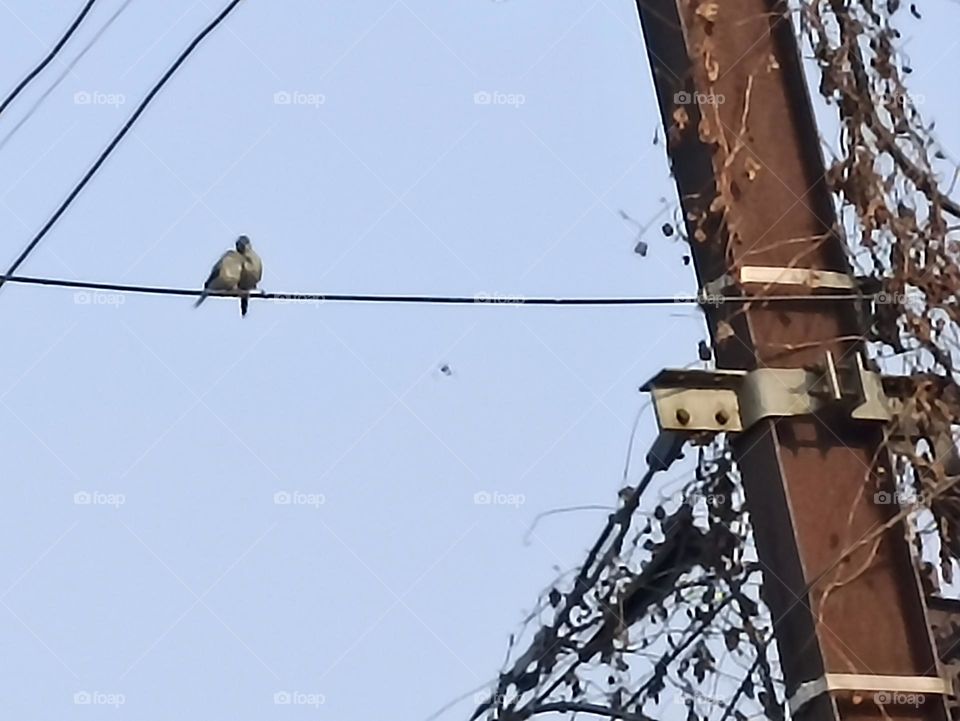 birds love each other not for cheating they are God made couple