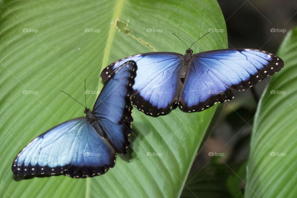 Two blue butterflies with open wings on green leaf 