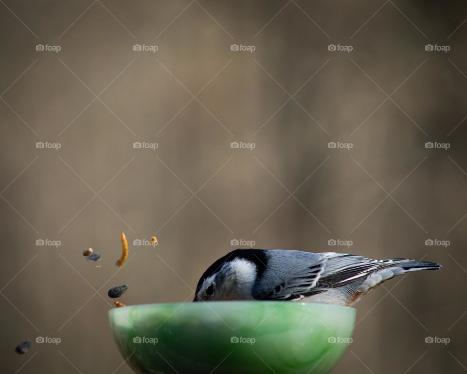 The picky eater; White-breasted Nut Hatch