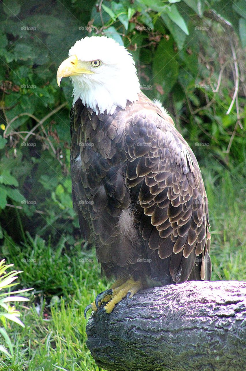 Bald Eagle