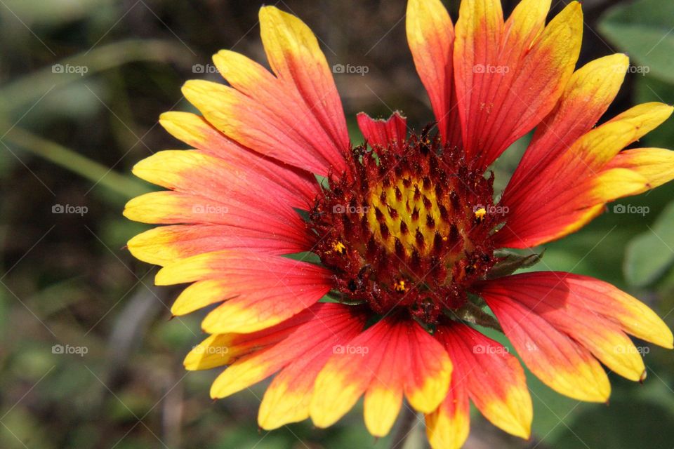 Yellow flower red green blossom Pollen blooming bright