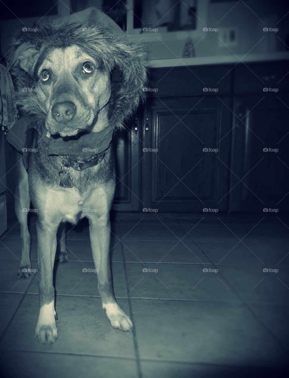 What on earth is my mother doing to me. I look ridiculous. Paris does not like her coat with a hood on her head at all. She was literally rolling her eyes at me.