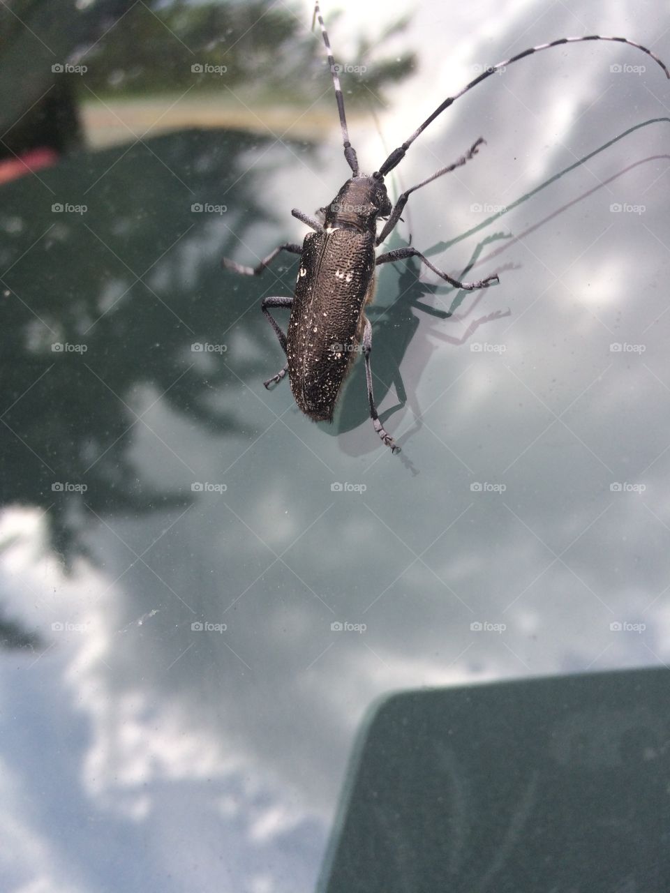 Creepy bug
