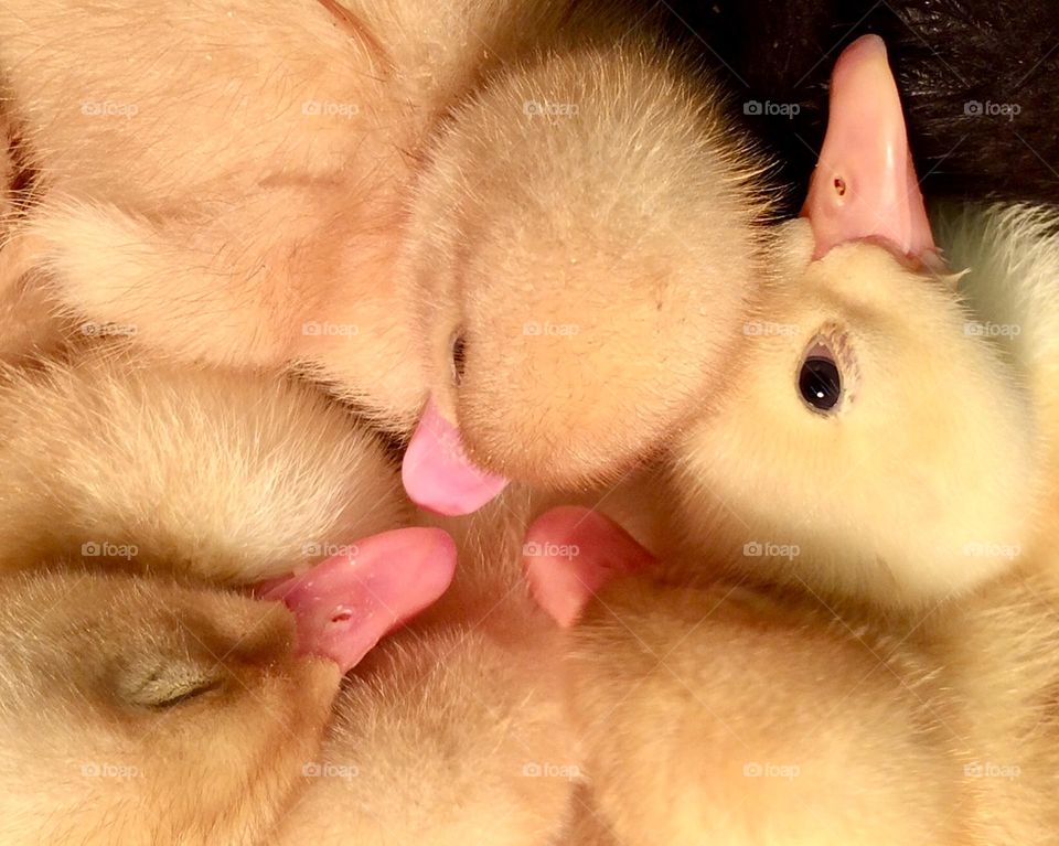 Ducklings