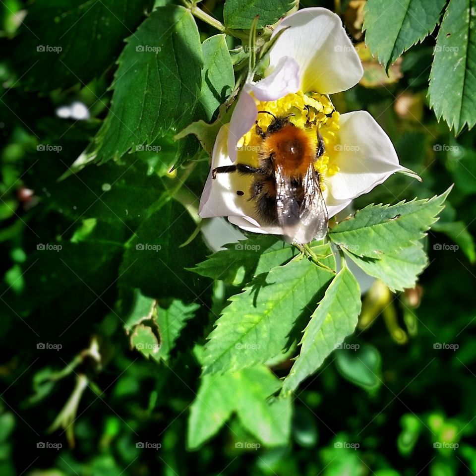 Bumbled . A bumble bee enjoying his flower. 