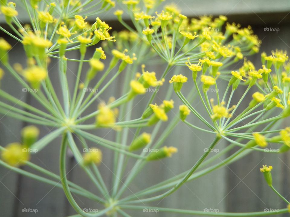 It's dill flower