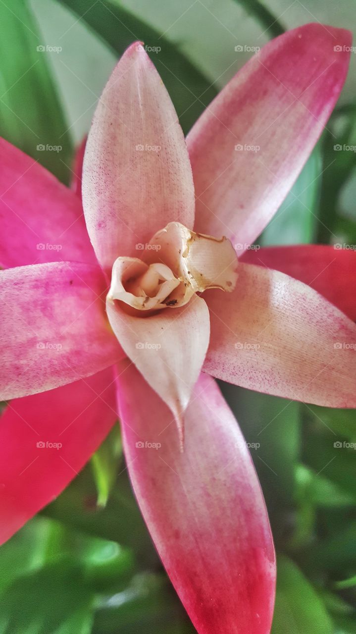 Bromeliad