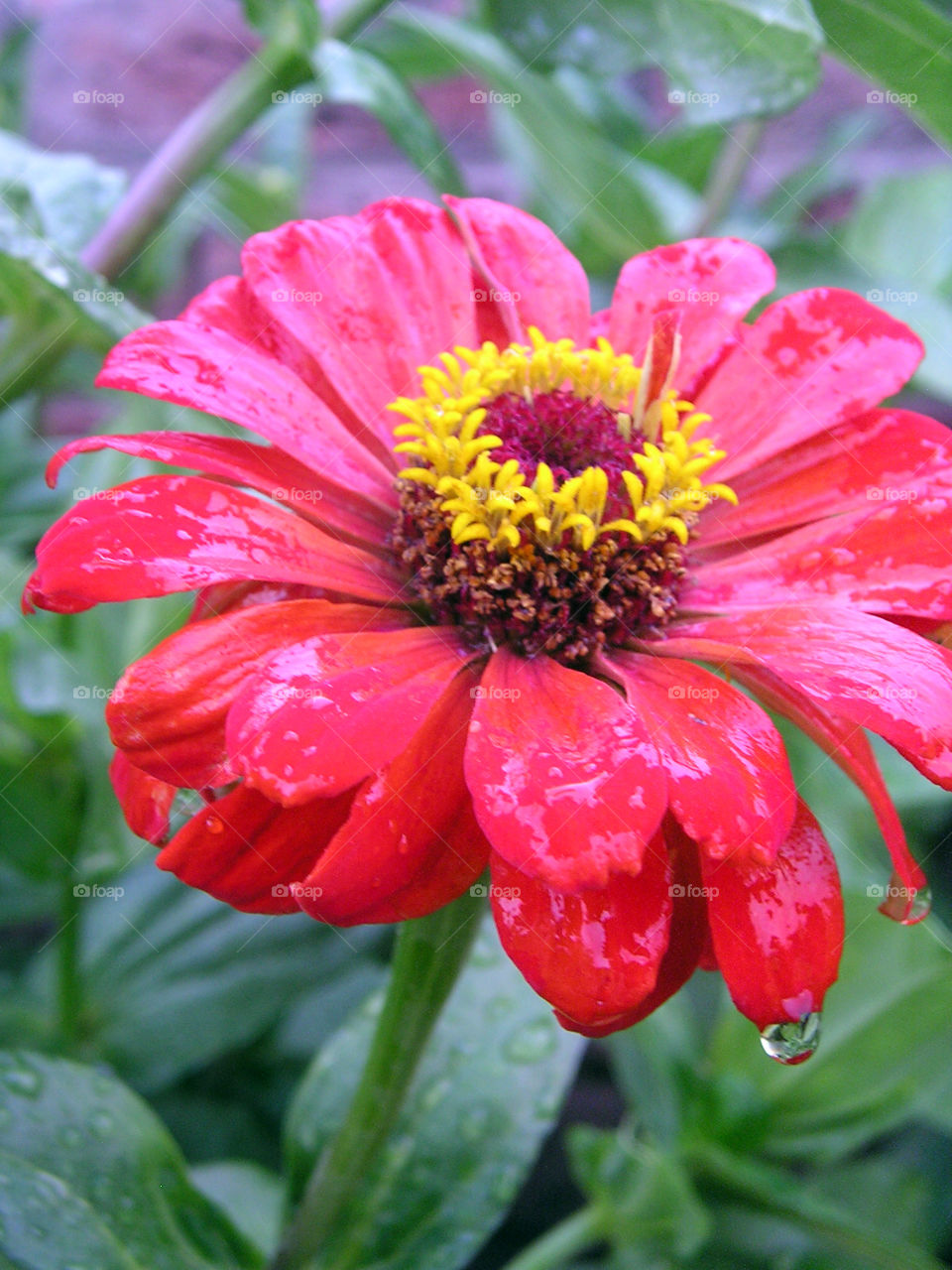 A flower washed with rain, holding on to a single drop.