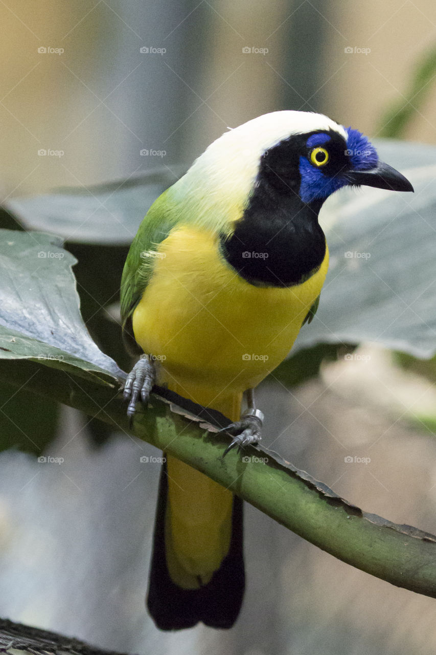 Close-up of bird perching on leaf