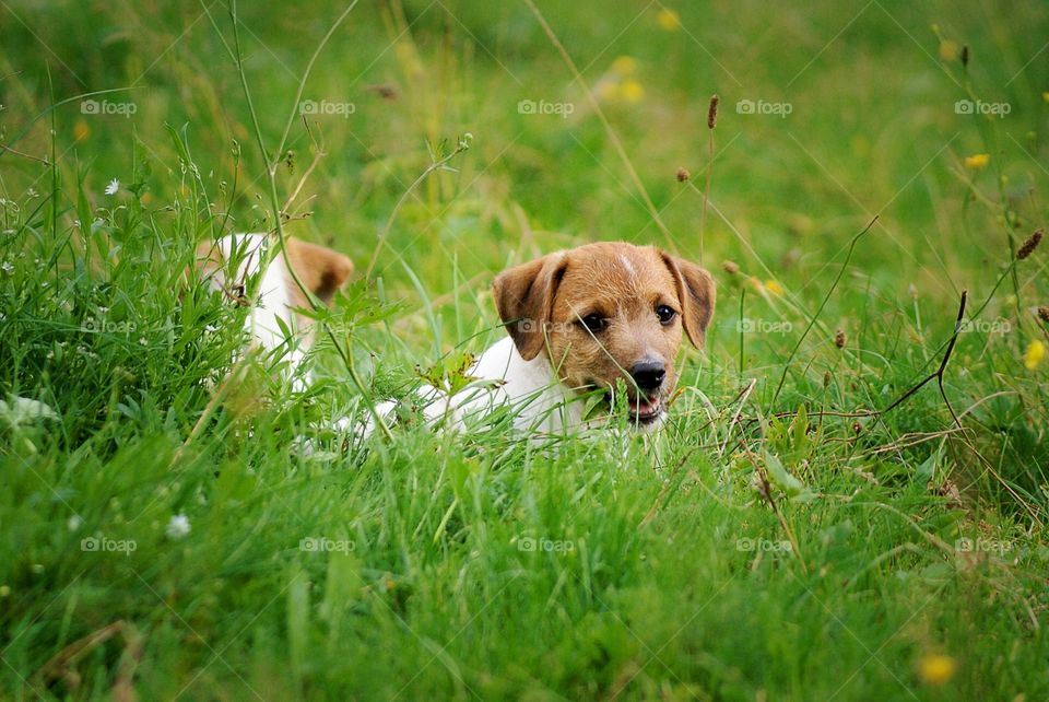 Puppies. Puppies in the grass