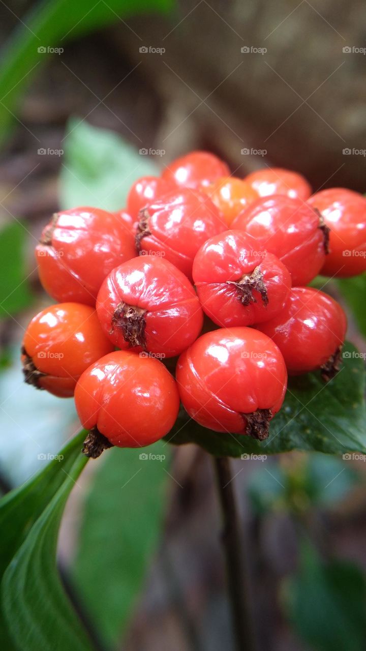 This plant bears fruit and is red but should not be eaten just for decoration