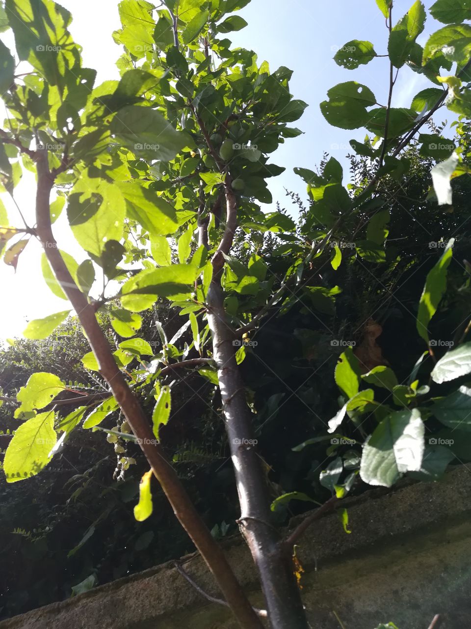 A tree in the sun light