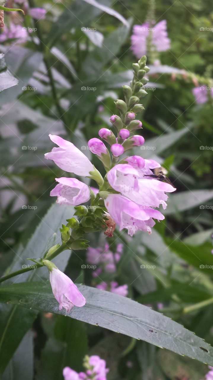 Blooming. Flower in Minnesota