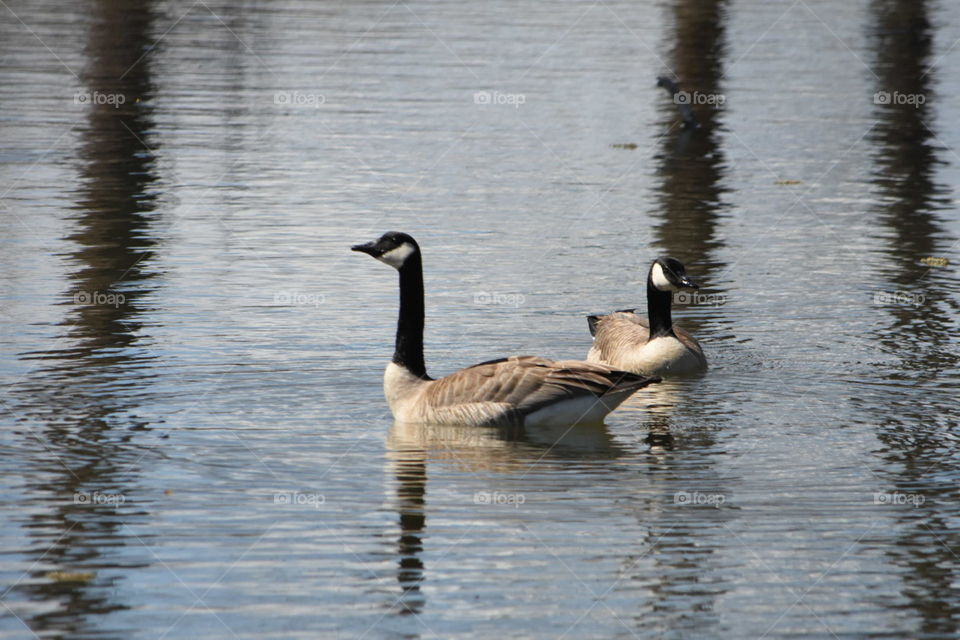 Canada geese swimming