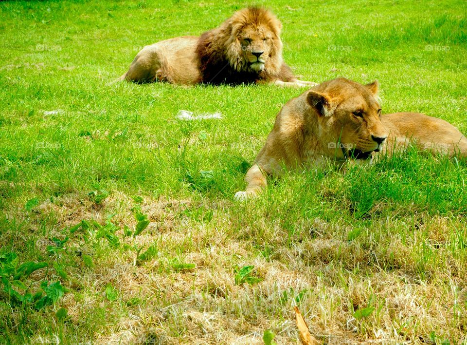 Lion and lioness lying in sun in the grass