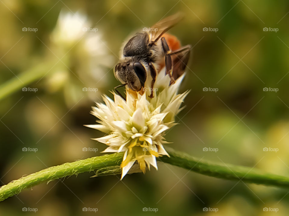 Bee on a white flower collecting pollen and gathering nectar to produce honey in the hive with copy space