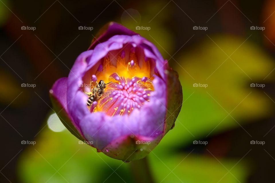 Close up photography of a lotus flower 