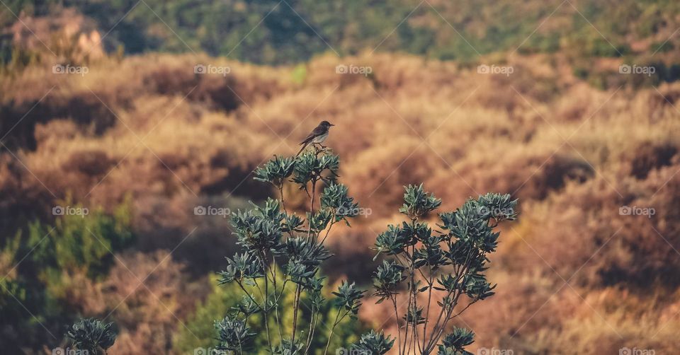 Bird on the plant 