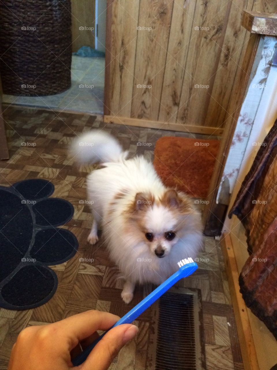 Dog brushing teeth