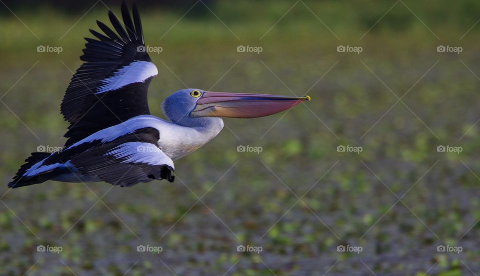 Australian pelican