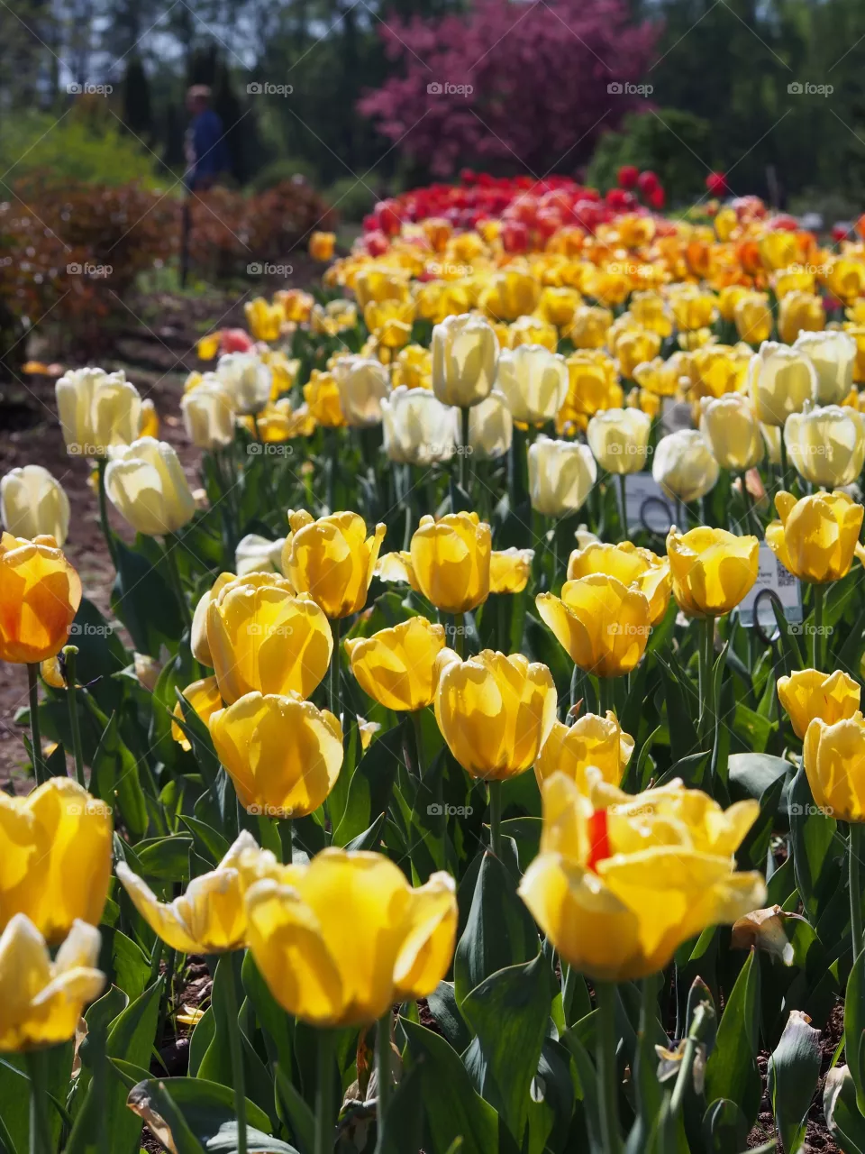 Tulips