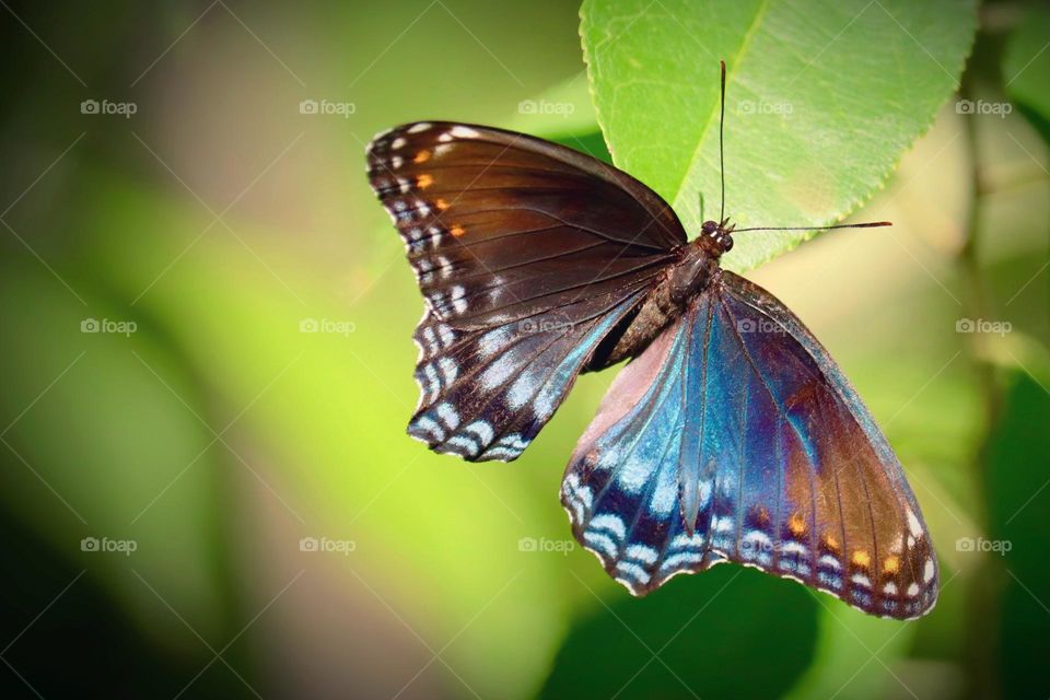 A white admiral butterfly exhibits a spectrum of beautiful colors in the bright sun at Dunbar Cave State Park in Clarksville, Tennessee 