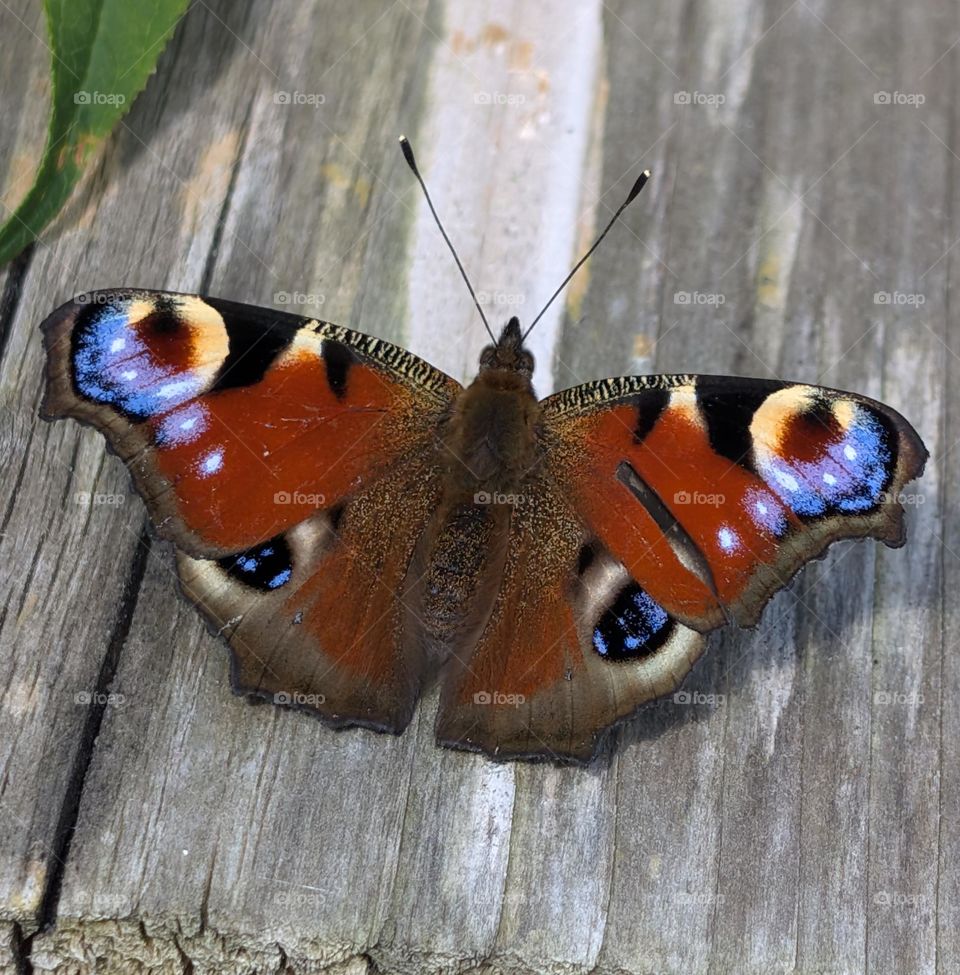 "Dagpauwoog" butterfly