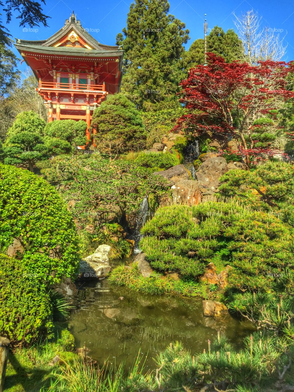 San Francisco Japanese Tea garden