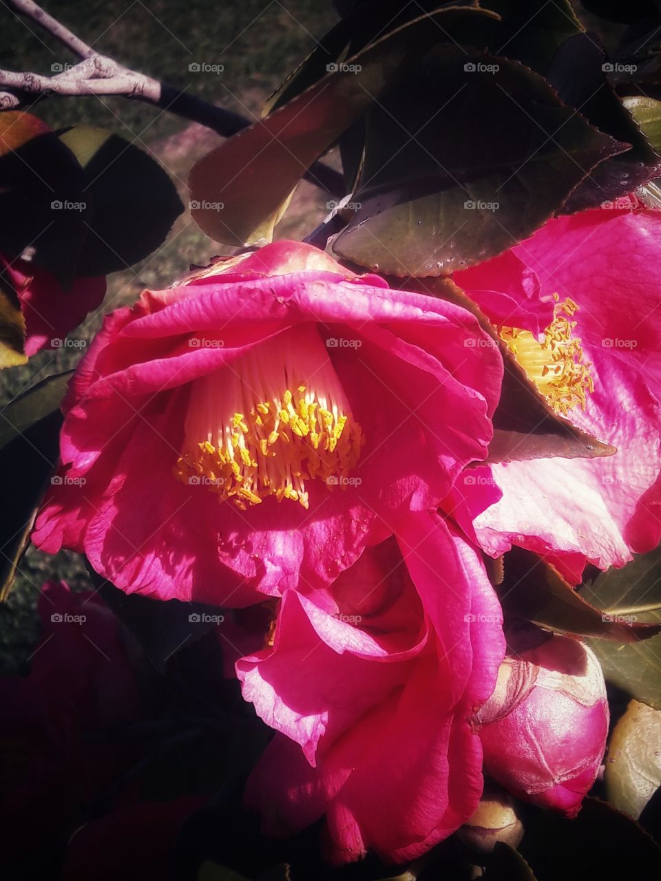 spring flower day outdoor