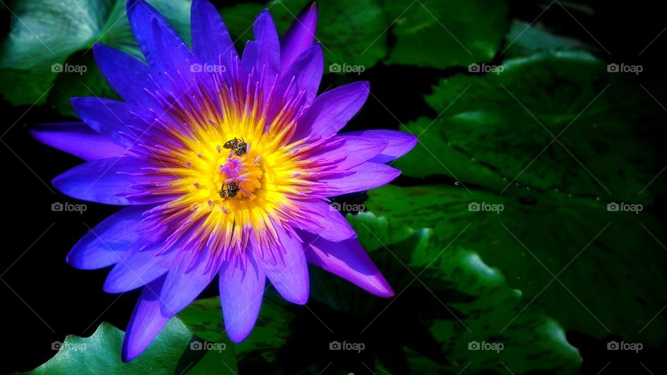Beautiful purple lotus flower in the canal