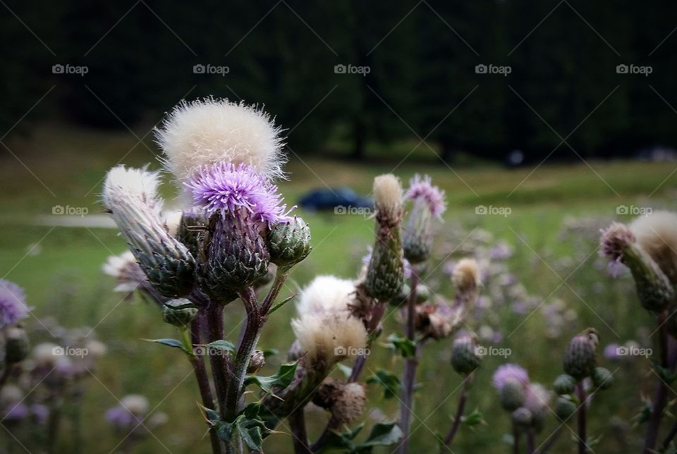 On the fields