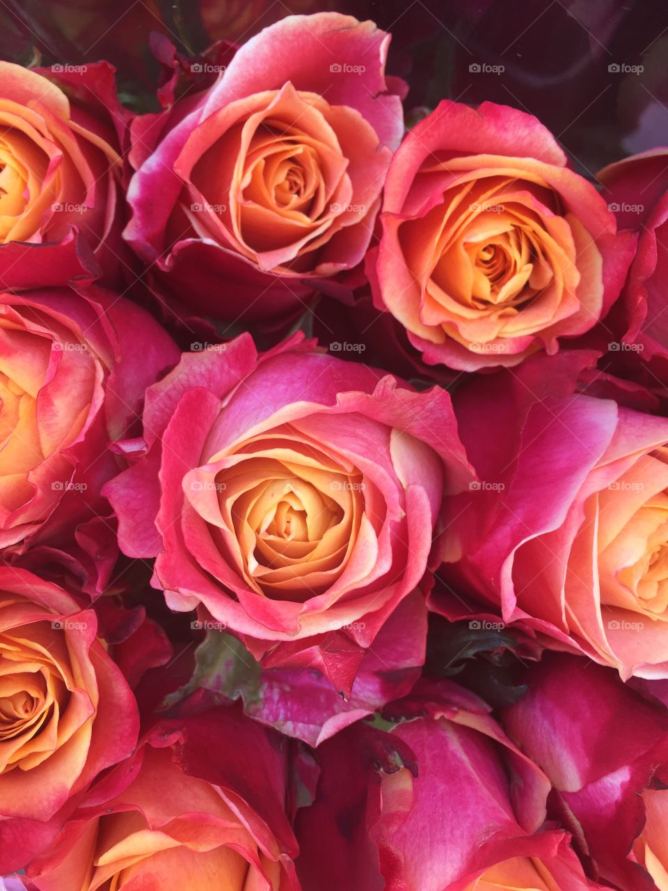 Full frame of blooming flowers