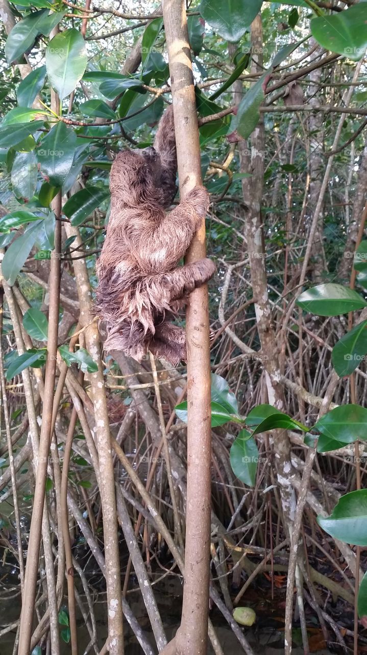 climbing sloth in the jungle