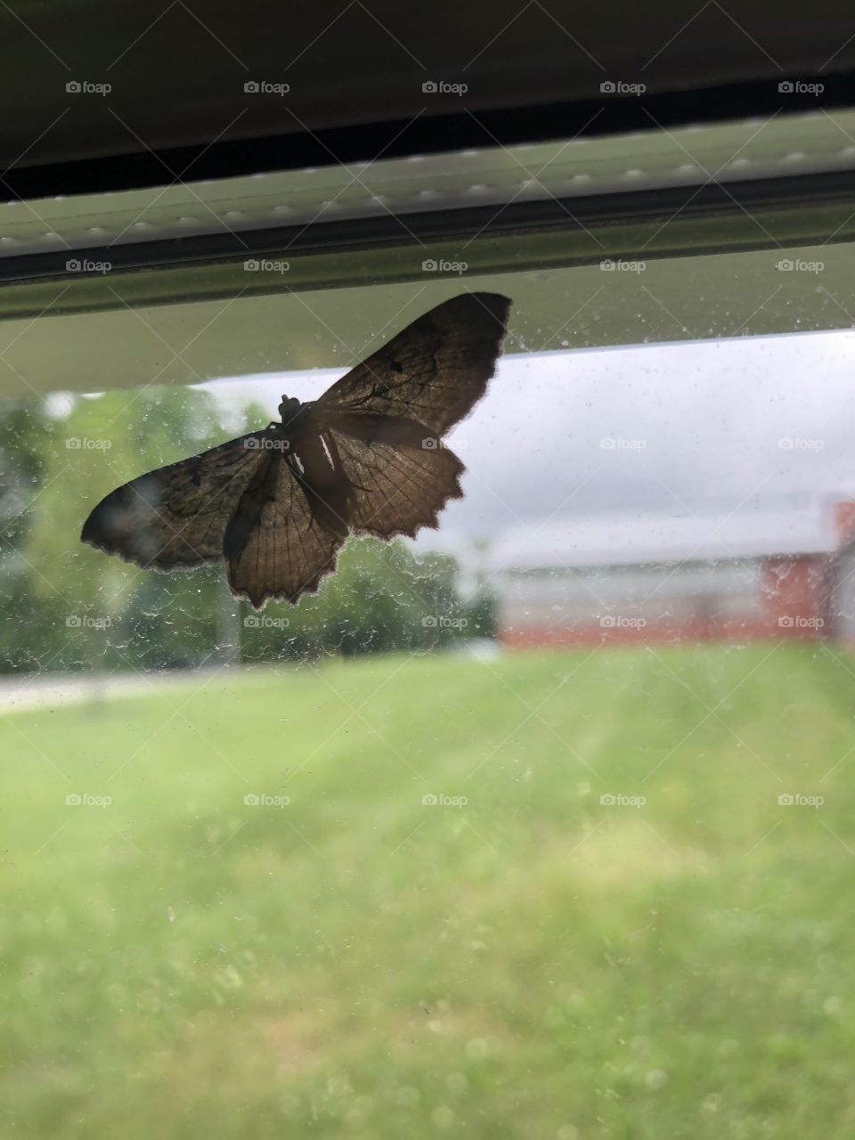 A close up picture of a moth on the outside of an apartment window on a cloudy summer day. 