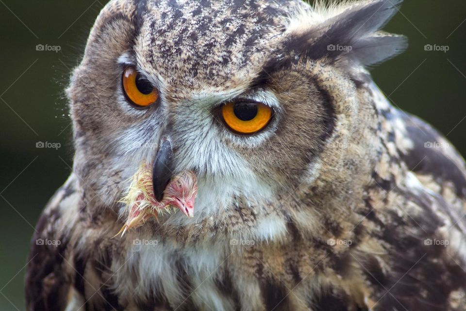 A Eurasian Eagle Owl with prey in it beak