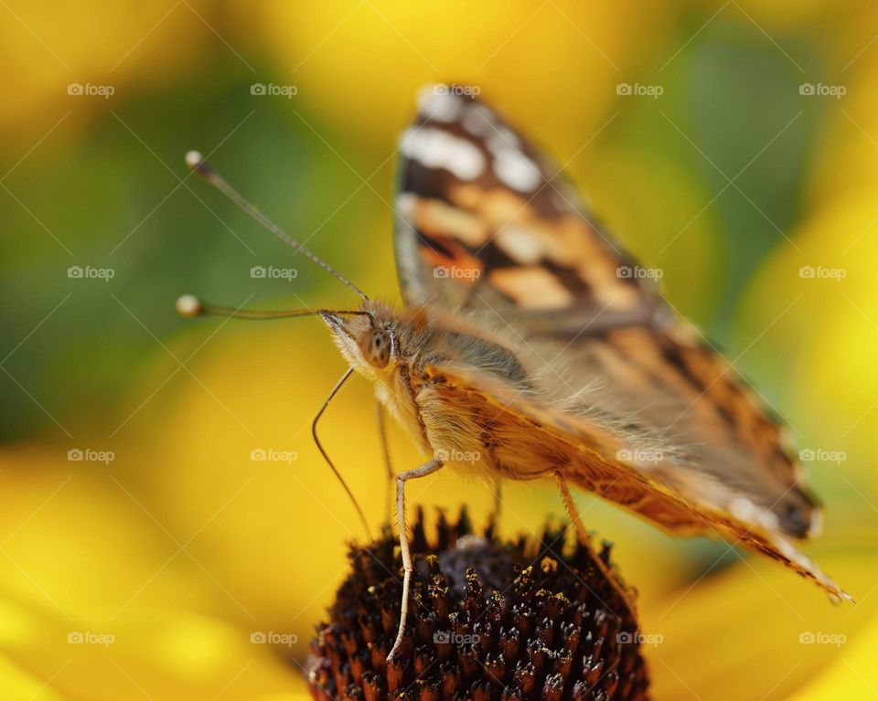 Painted lady searching for nectar