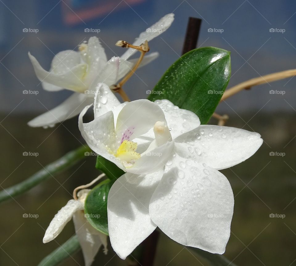 Orchid white