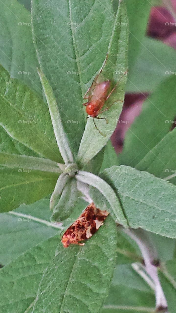 Insects. Fly and moth