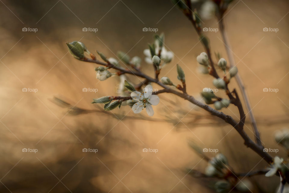 Blossom branch of a cherry tree at sunset