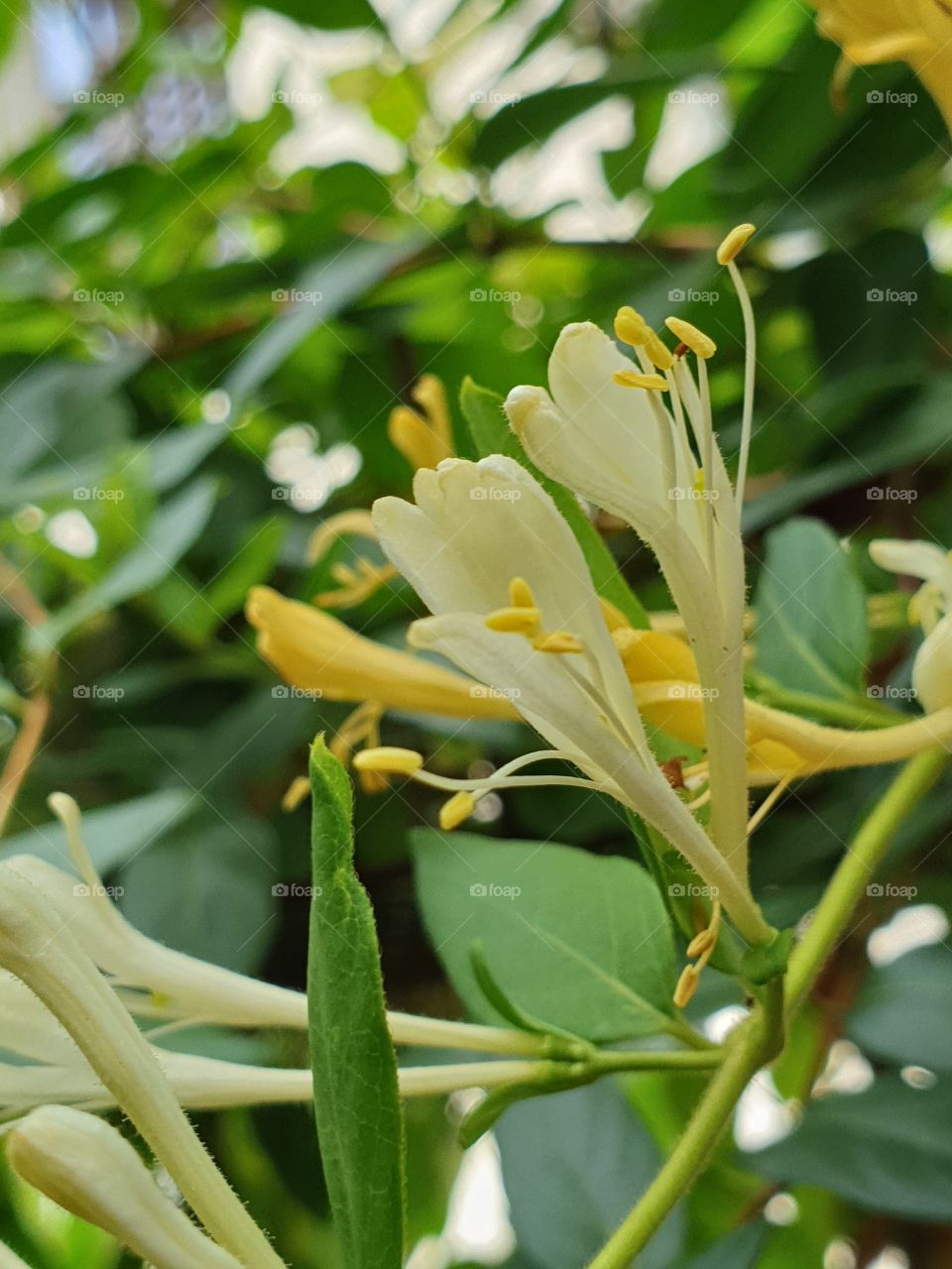 the beautiful flowers