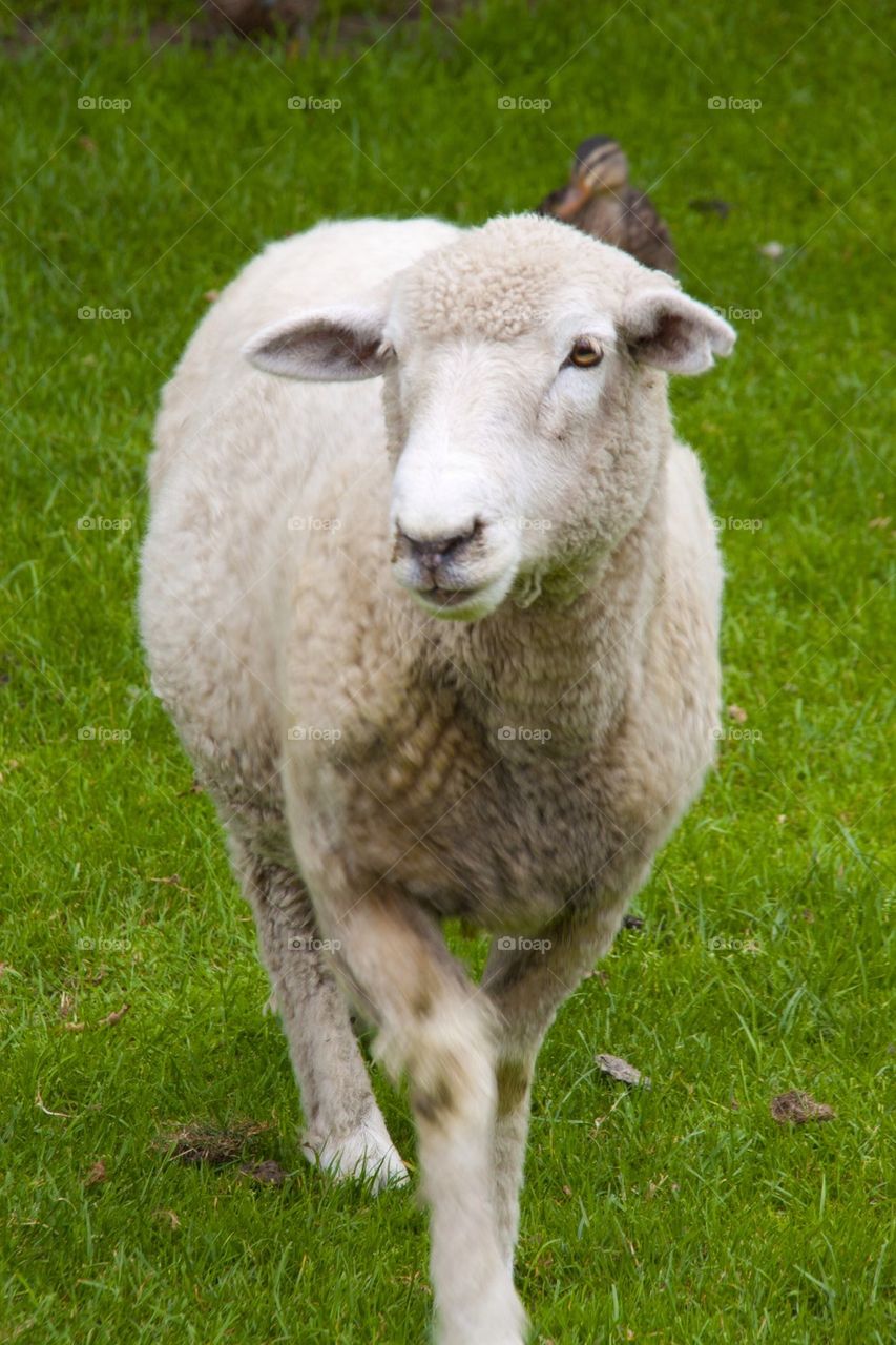 AUCKLAND, NEW ZEALAND THE SHEEP FARM